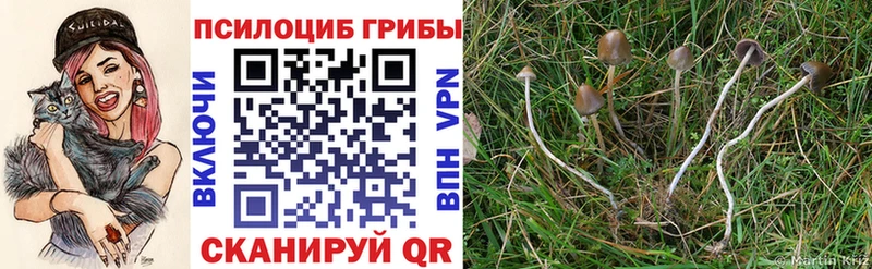 Купить  Буинск  Псилоцибиновые грибы Psilocybe 